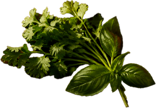 Hierbas frescas de cilantro y albahaca